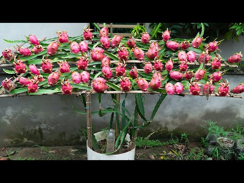 [Gardening at home] How to grow dragon fruit at home for your family to eat all year round