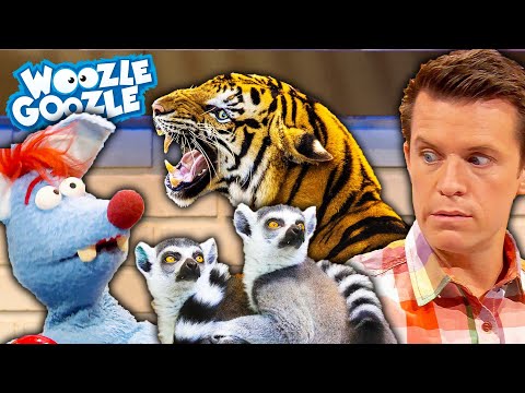 Wie leben die Tiere im Zoo? l WOOZLE GOOZLE