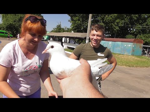 Куда пропадают высоколетные голуби? Забираю молодое которое выпало за 100 км.