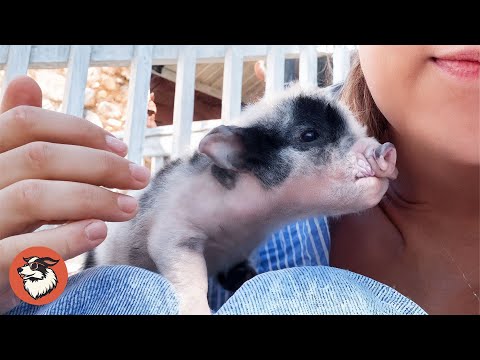 This Tiny Piglet Was Left To Die — Until A Woman Became Her Mom