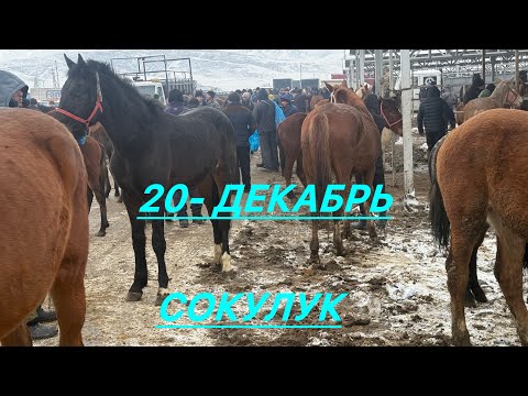 Сокулук жылкы базар 20- декабрь 