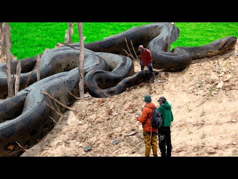 Они Живы! 6 Доказательств Того, Что Титанобоа Могут Быть Прежнему Живы