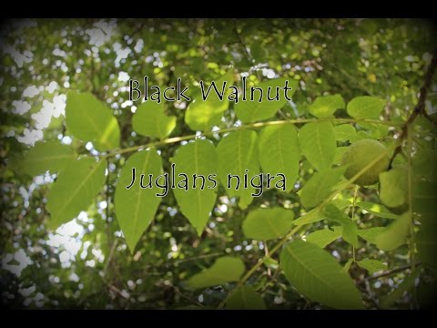 Materia Medica Black Walnut 6