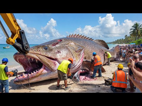Hunting the 2,500KG Goliath Grouper – Deep Ocean Fishing Documentary