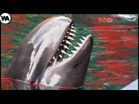 Вот Кого Косатки Боятся Больше Всего