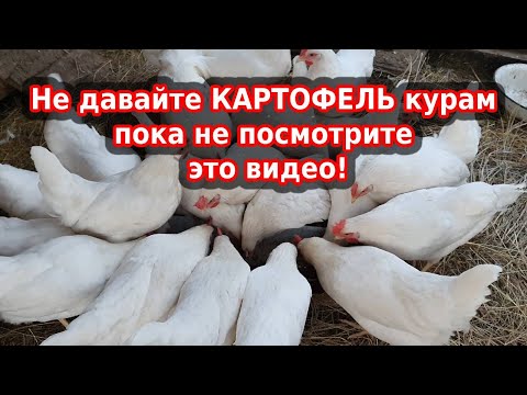 Картофель курам можно или нет? Что лучше, вареный картофель для кур или сырой?