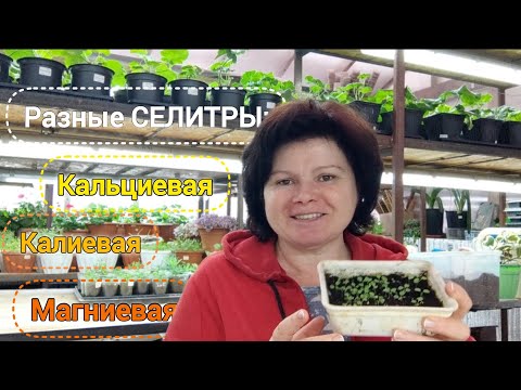 Чем подкормить всходы? О важности Ca и P для сеянцев и черенков. Умничаю о..!