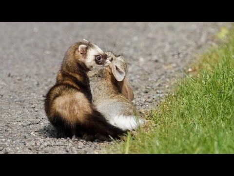 ХОРЁК В ДЕЛЕ! Быстрый, ловкий, хитрый зверек против белки, суслика, кролика, собаки и даже змеи!