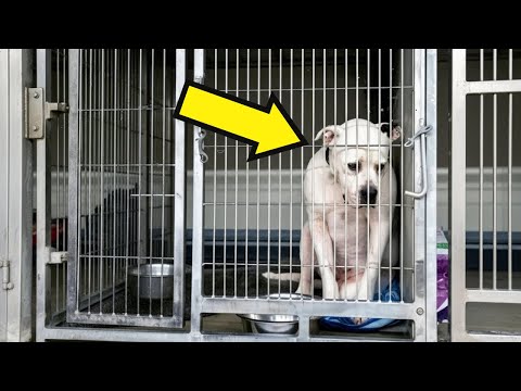 On His Last Day, the Shelter Dog Did Something No One Expected