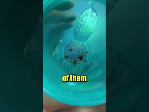 How do I Feed my Pea Puffers?