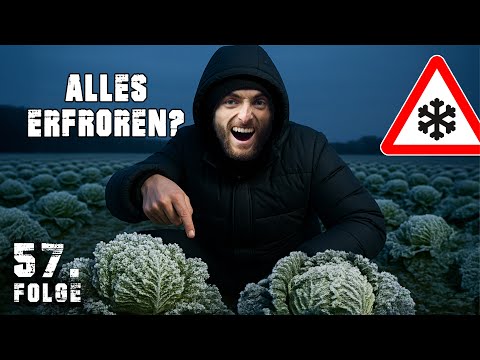 Der ERSTE FROST - meine Pflanzen ERFRIEREN | Tag 57/100 autark