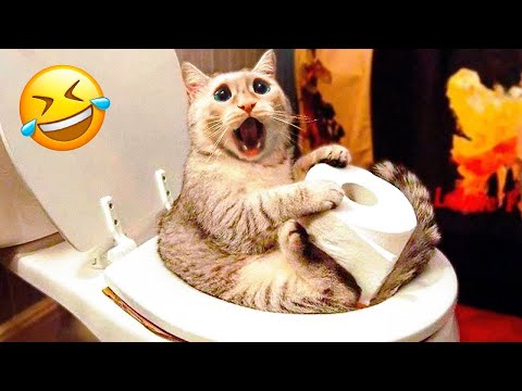 Cute Pets Doing Silly Things 🐕🐈 | Funny Animal Moments