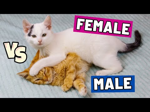 SHOCKING: The Crucial Difference Between Male and Female Cats