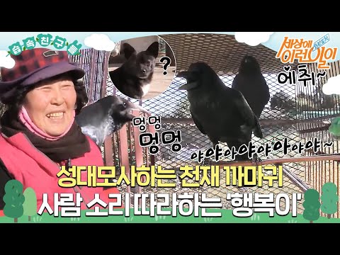 [#습속친구들] 진짜 사람 있는 줄 알았습니다;;🗣️성대모사하는 천재 까마귀 ‘행복이’ 🐦#순간포착세상에이런일이 #WhatonEarth #SBSstory