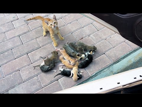 My husband froze when he saw 15 kittens on the pavement!