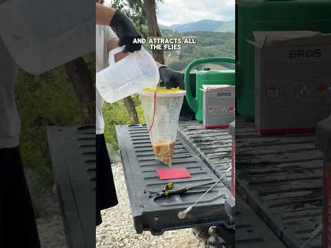 How to get rid of flies from an old house🪰