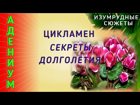 Цикламен  Уход Три Правила Долголетия Цикламена