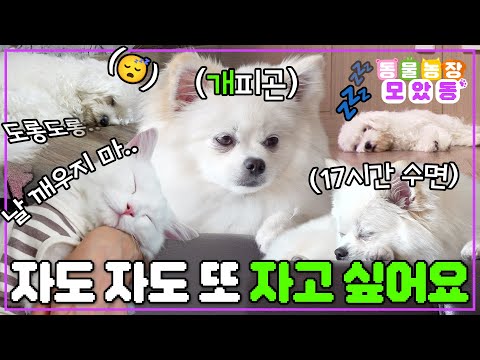 [#모았동물농장] 먹고 자고 싸고(?)에서 '자고'를 담당하고 있습니다😴 자도 자도 또 자고 싶은 동물 친구들💤 #TV동물농장 #AnimalFarm #SBSstory