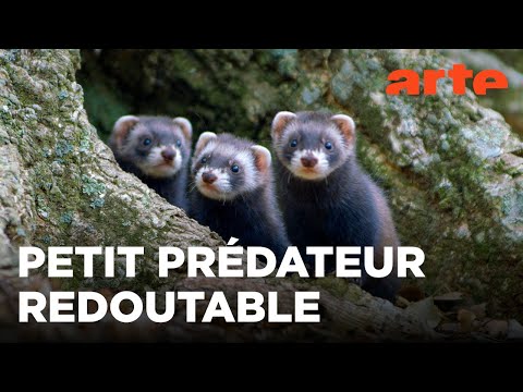Putois d’Europe, un chasseur infatigable | ARTE Family