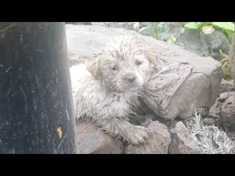 The poor puppy sat trembling under the electric pole, its fur soaked, crying loudly for help