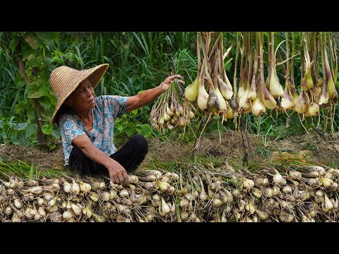 Grandma teaches you how to pickle traditional garlic sprouts｜food｜Guangxi Grandma