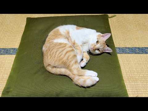 Cats Sneak Into Your Room at This Japanese Cat Hotel | Shoraku Ryokan🐈🏨