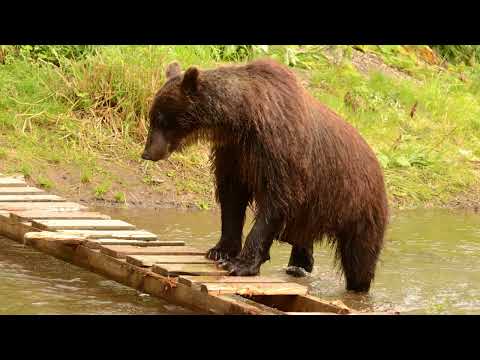 Как стрелять в медведя на охоте