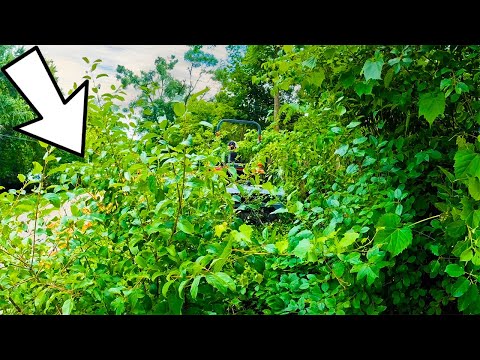 Overgrown BLINDSPOT almost killed this ELDERLY COUPLE, She was STUNNED we mowed it for FREE.