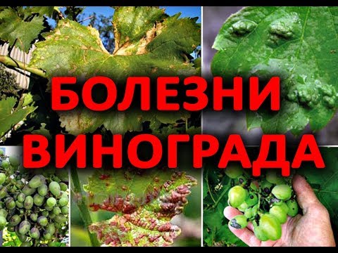 После этого видео, Вы будете точно знать как лечить виноград!