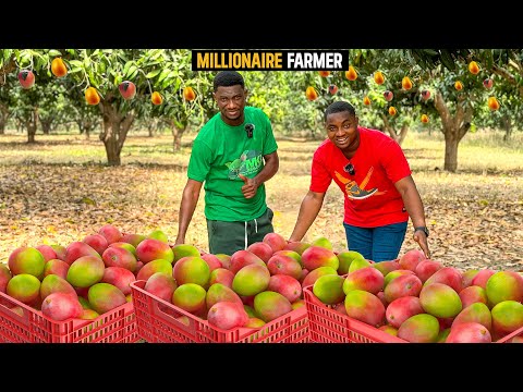 How He Makes Over GHS1,000,000($74,731.59) From His 100 Acre Mango Plantation in Ghana #mango #farm