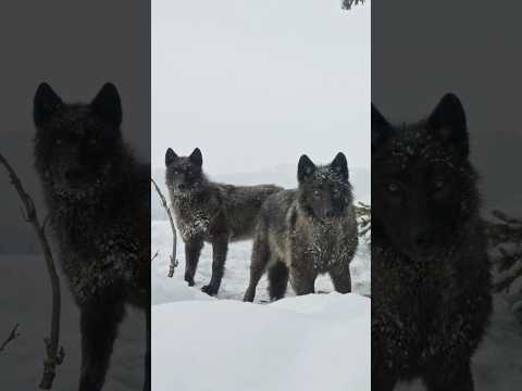 New YouTube Episode Out Now. Link Below. #wildlife #nature