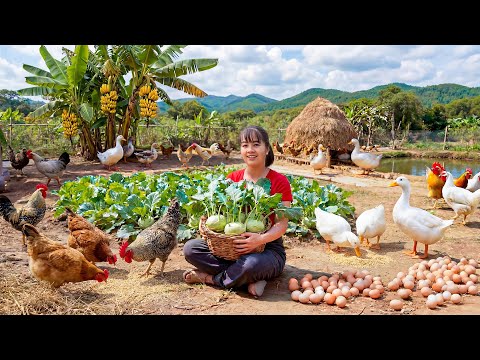 TIMELAPSE -- Harvest 500kg Rare Kohlrabi After 90 Days Growing & Cooking Nourishing Winter Dishes