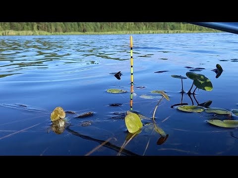 ТАКОГО Я НЕ ОЖИДАЛ! РЫБАЛКА НА ПОПЛАВОК, КАРАСЬ