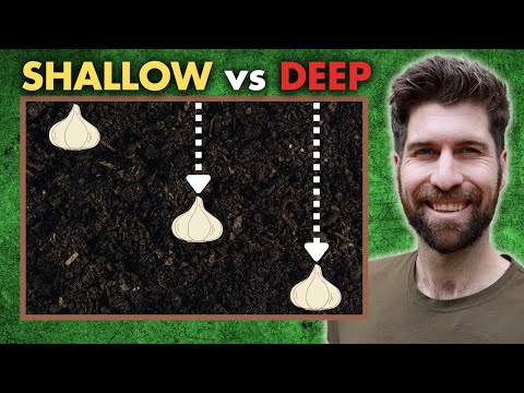 I TESTED growing Garlic at 3 different depths and here are the results!
