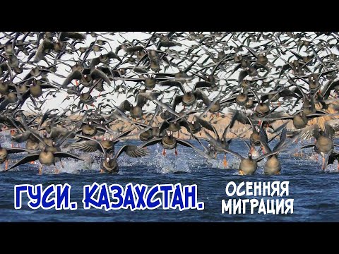 Geese. Kazakhstan. Autumn migration.