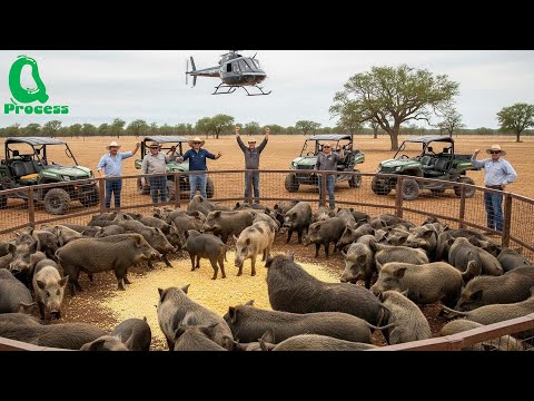 How US Farmers Trapped Millions of Wild Hogs Post Hurricane Helene with Jager Pro™