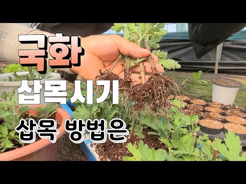 가을철 예쁜 국화꽃 보려면 꼭 해야 하는것 간단하게 삽목하는 방법 삽목시기