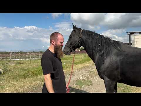Конеподбор выпуск 8.2 | Собираем лошадей в Воронежскую область | Александр Обжерин