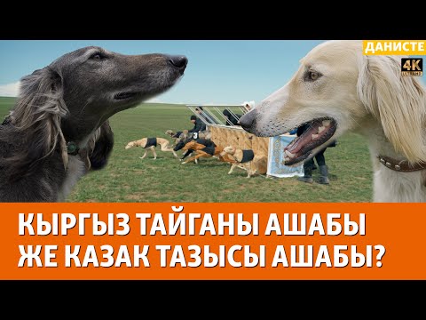Кыргыз тайганы: казак талаасындагы жарыш | ДАНИСТЕ