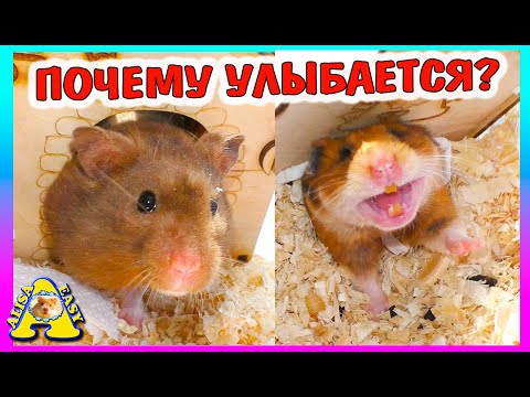 Когда будут ХОМЯЧАТА / уборка у хомяка Барни / ALisa Easy Pets
