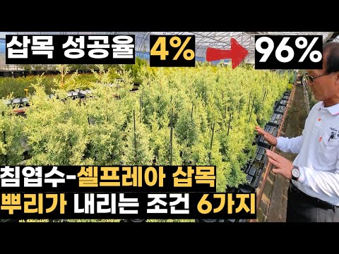누가 안 된다고 한겨? 셀프레아 삽목성공 6가지 조건