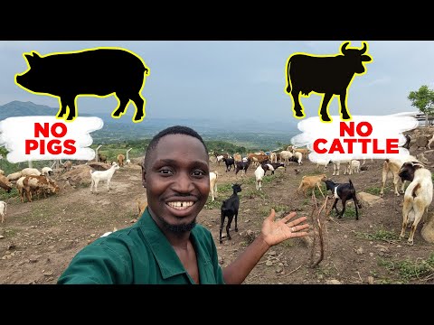 Why I Don't Keep Cattle and Pigs