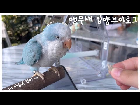 앵무새 입양 브이로그 ( 아기 퀘이커 입양 블루 오파린 퀘이커 ) 아기 앵무새 입양 브이로그 8월 2일
