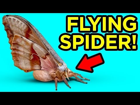 Weird Creature Discoveries That Made People Say WTF Is THAT!?