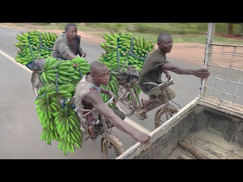 Risky Way They Deliver Goods by Bicycles in Africa
