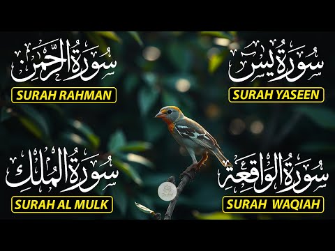 Beautiful Surah Yaseen (Yasin) | Surah Rahman | Surah Waqiah | Surah Mulk