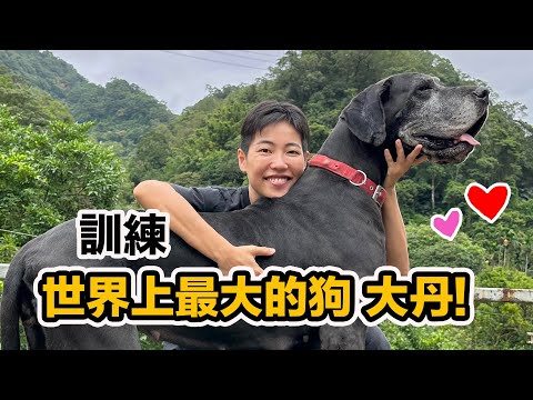 站立比人還高!超巨大丹狗一天學會上下樓梯!【寵物訓練師到你家】實用知識每個飼主都受用!