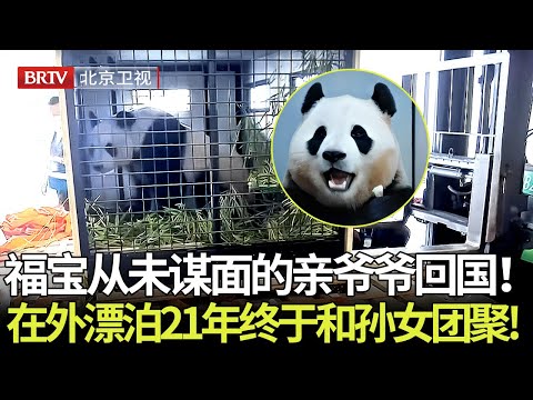“顶流女明星”福宝从未谋面的亲爷爷终于回国了！在外漂泊21年，如今和大孙女在神树坪团聚独家拍摄! 【熊猫奇遇记】