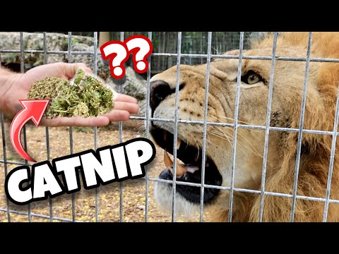 DO BIG CATS LIKE CATNIP ? LIONS, TIGERS, LEOPARDS, JAGUARS !!