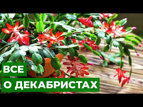 ДЕКАБРИСТ ЗАЦВЕТЕТ ВО ВТОРОЙ РАЗ  // Советы по уходу за растениями